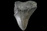 Partial, Fossil Megalodon Tooth #89000-1